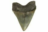 Serrated, Fossil Megalodon Tooth - North Carolina #294551-1